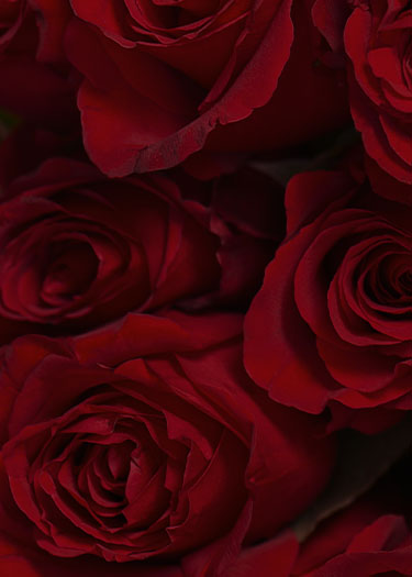Background of red roses.